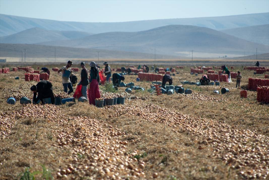 Konya Ovası’nda tablo gibi hasat 11